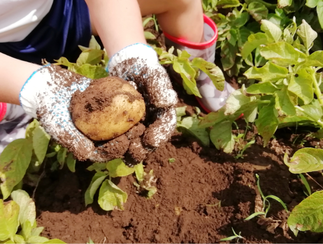 野菜収穫体験